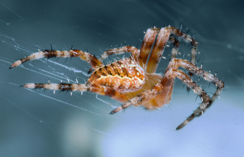 Un ragno proletario Araneus diadematus